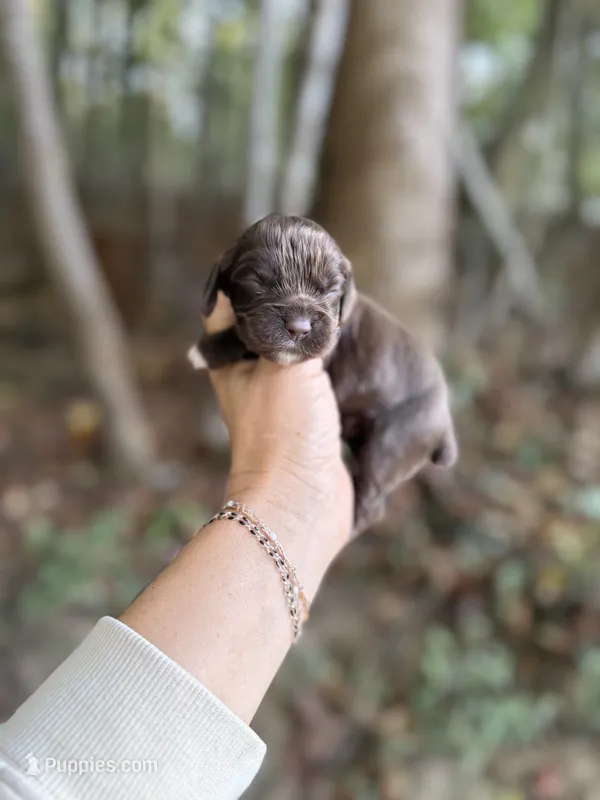 Darius  – Cocker Spaniel puppy for sale in Glasgow, KY