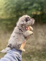 Duke , a male Pomapoo for sale in Glasgow, KY – Photo 3 of 4