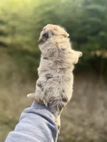 Duke , a male Pomapoo for sale in Glasgow, KY – Photo 4 of 4