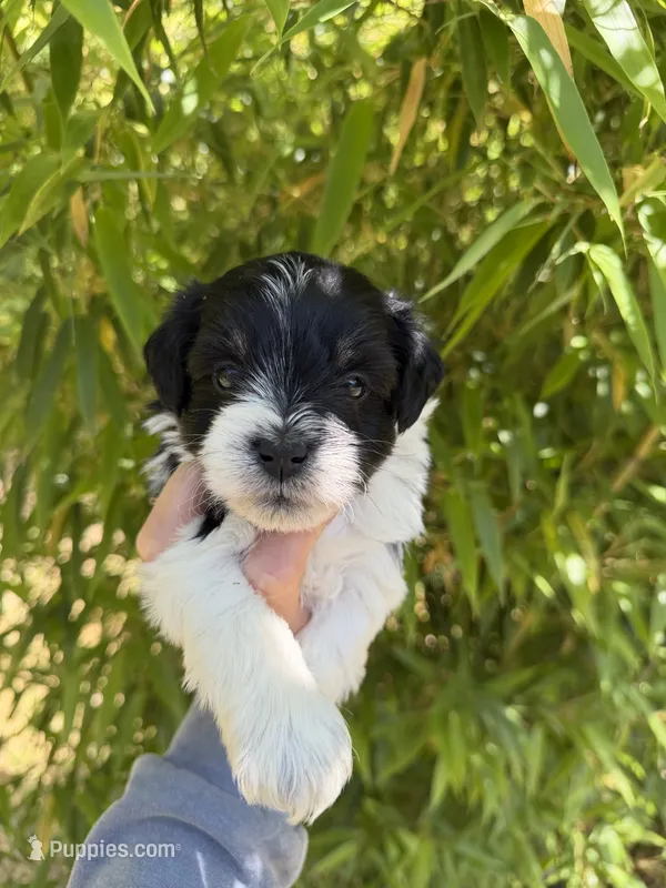 John C – Miniature Schnauzer puppy for sale in Glasgow, KY