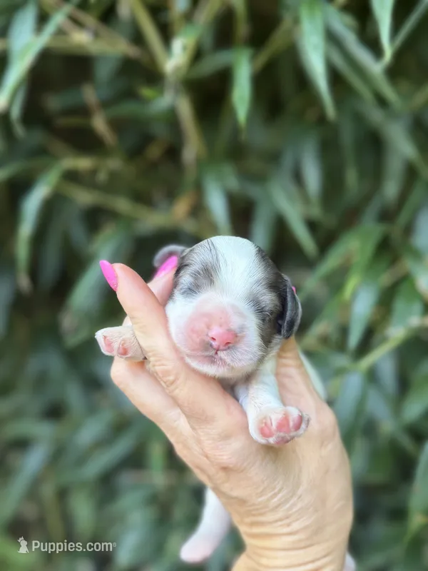 Zion – Cocker Spaniel puppy for sale in Glasgow, KY