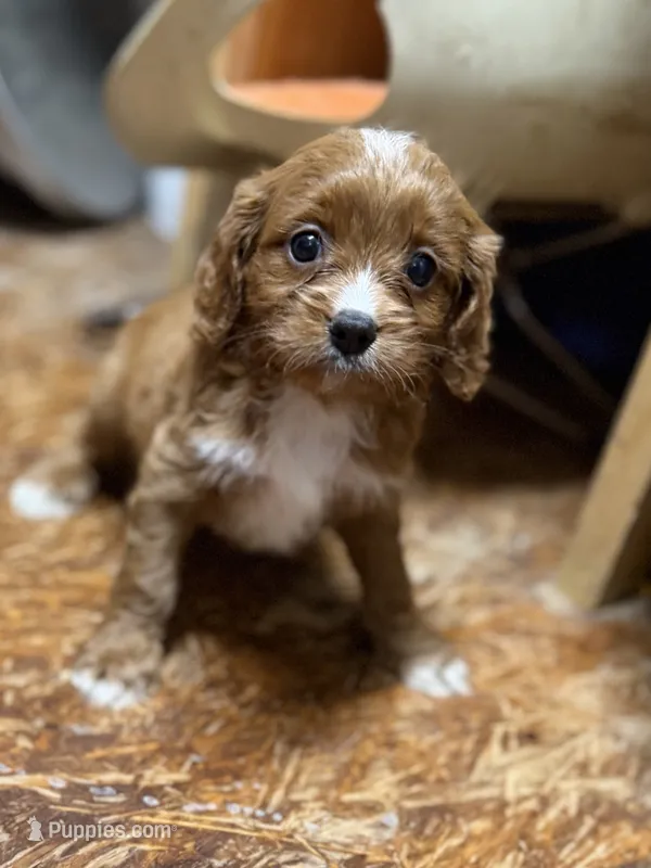 Ruby – Cavapoo puppy for sale in Glasgow, KY
