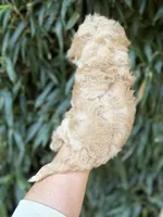 Mitch , a male Cavachon for sale in Glasgow, KY – 2 of 2