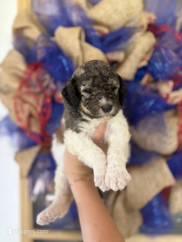 Fancy  – Aussiedoodle puppy for sale in Glasgow, KY