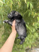Maddie , a female Miniature Schnauzer for sale in Glasgow, KY – 2 of 4