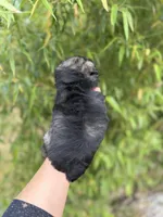 Maddie , a female Miniature Schnauzer for sale in Glasgow, KY – 4 of 4