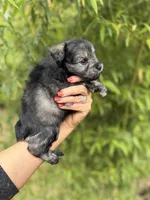 Maddie , a female Miniature Schnauzer for sale in Glasgow, KY – 3 of 4