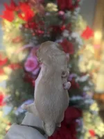 Petunia, a female Cavachon for sale in Glasgow, KY – Photo 2 of 2