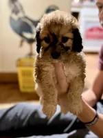 Vicky , a female Cockapoo for sale in Glasgow, KY – 2 of 2