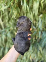 Beth, a female Cockapoo for sale in Glasgow, KY – 3 of 5