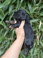 Lane , a male Cocker Spaniel for sale in Glasgow, KY – 3 of 4