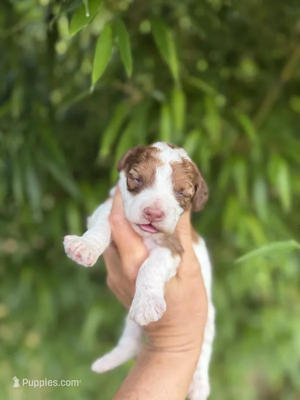 Vivian  – Cockapoo puppy for sale in Glasgow, KY