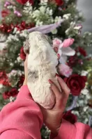 Franklin, a male Cocker Spaniel for sale in Glasgow, KY – Photo 2 of 2