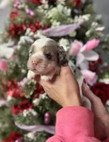 Franklin, a male Cocker Spaniel for sale in Glasgow, KY – Photo 1 of 2