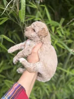 Tinker , a female Cockapoo for sale in Glasgow, KY – 4 of 4