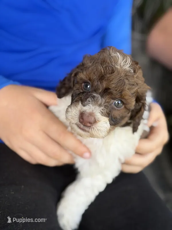 Bernice  – Cockapoo puppy for sale in Glasgow, KY