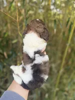 Bernice , a female Cockapoo for sale in Glasgow, KY – Photo 2 of 4