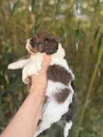 Bernice , a female Cockapoo for sale in Glasgow, KY – Photo 4 of 4