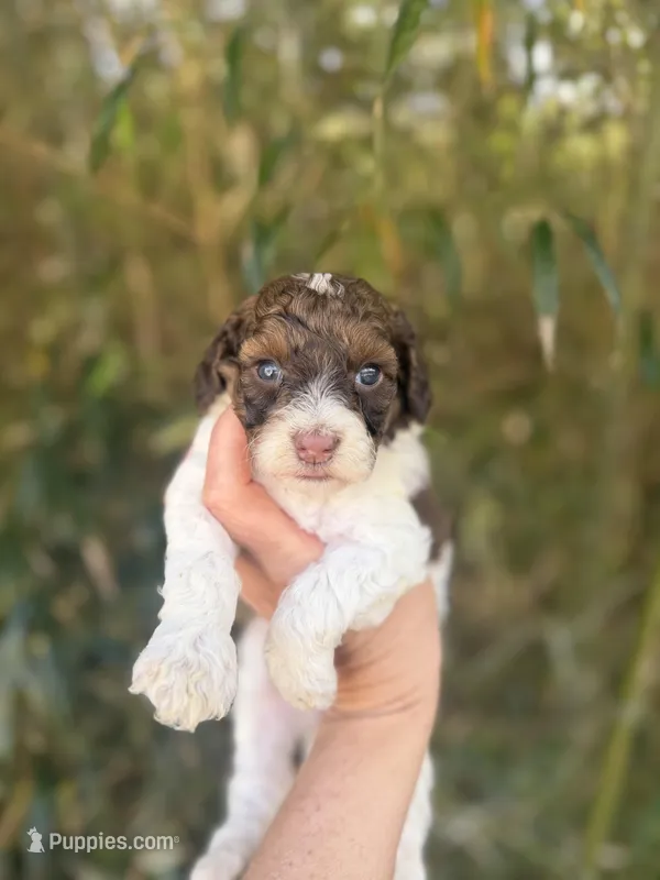 Bernice  – Cockapoo puppy for sale in Glasgow, KY