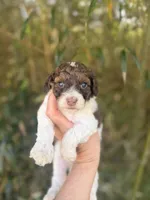 Bernice , a female Cockapoo for sale in Glasgow, KY – Photo 1 of 4