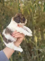 Bernice , a female Cockapoo for sale in Glasgow, KY – Photo 3 of 4