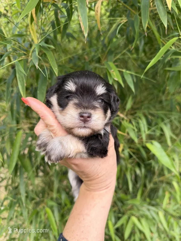 Vonnell    – Miniature Schnauzer puppy for sale in Glasgow, KY