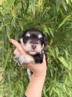 Vonnell   , a female Miniature Schnauzer for sale in Glasgow, KY – 1 of 3