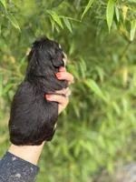 Vonnell   , a female Miniature Schnauzer for sale in Glasgow, KY – 2 of 3