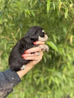 Vonnell   , a female Miniature Schnauzer for sale in Glasgow, KY – 3 of 3