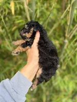 Missy , a female Aussiedoodle for sale in Glasgow, KY – 2 of 3
