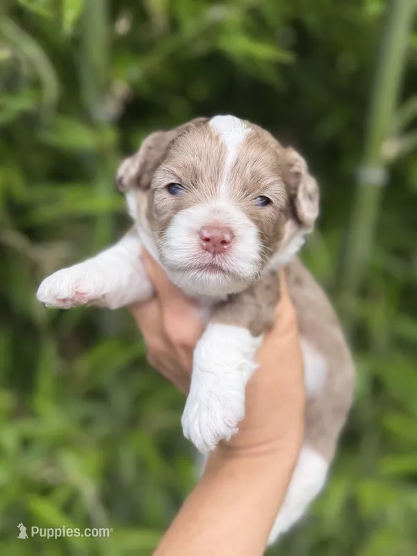 Bingo  – Cockapoo puppy for sale in Glasgow, KY