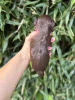 Mort , a male Miniature Schnauzer for sale in Glasgow, KY – 2 of 4