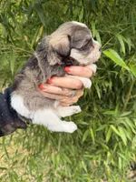 Faye , a female Miniature Schnauzer for sale in Glasgow, KY – 2 of 4