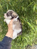 Faye , a female Miniature Schnauzer for sale in Glasgow, KY – 3 of 4