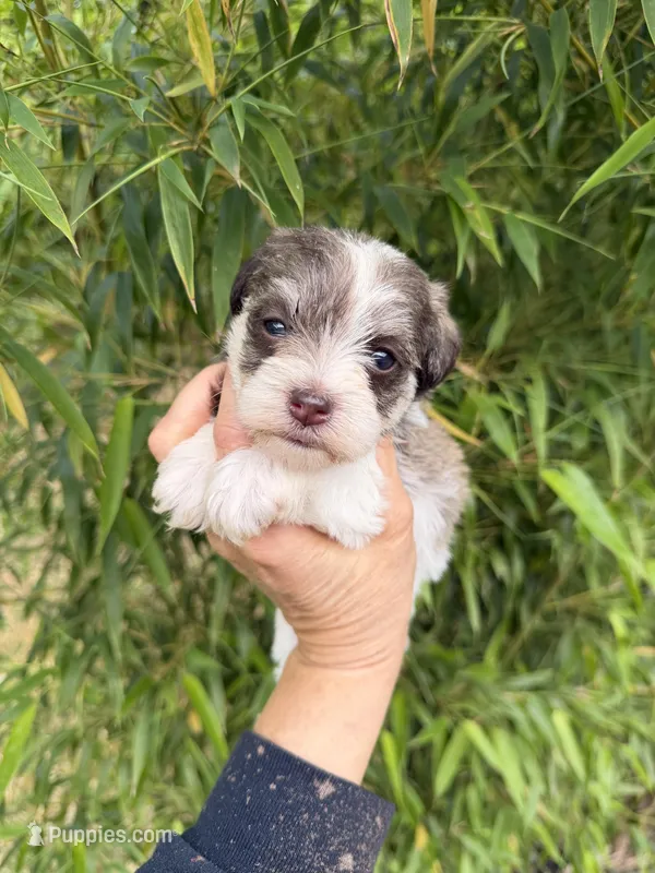 Faye , a female Miniature Schnauzer for sale in Glasgow, KY – 1 of 4