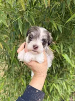 Faye , a female Miniature Schnauzer for sale in Glasgow, KY – 1 of 4
