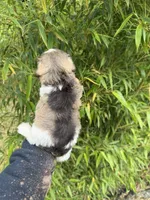 Faye , a female Miniature Schnauzer for sale in Glasgow, KY – 4 of 4