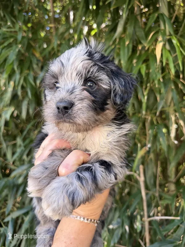 Tate – Miniature Aussiedoodle puppy for sale in Glasgow, KY