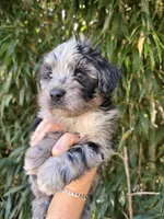 Tate, a male Miniature Aussiedoodle for sale in Glasgow, KY – 1 of 2
