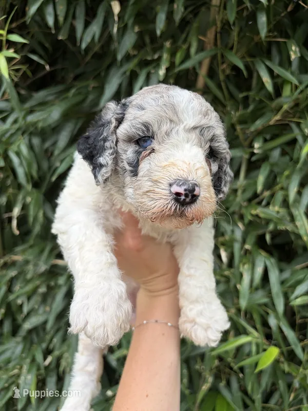 Sarah  – Goldendoodle puppy for sale in Glasgow, KY