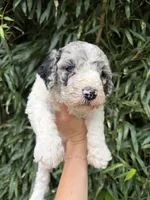 Sarah , a female Goldendoodle for sale in Glasgow, KY – 1 of 2