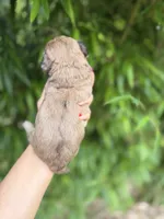 Van , a male Cockapoo for sale in Glasgow, KY – 2 of 4