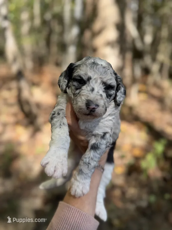 Freya  – Aussiedoodle puppy for sale in Glasgow, KY
