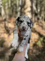 Freya , a female Aussiedoodle for sale in Glasgow, KY – 1 of 4