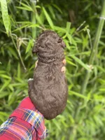 Bo , a male Cockapoo for sale in Glasgow, KY – 4 of 4