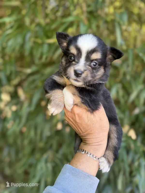 Aaron – Miniature American Shepherd puppy for sale in Glasgow, KY