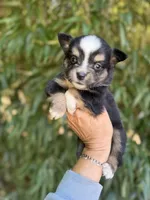 Aaron, a male Miniature American Shepherd for sale in Glasgow, KY – 1 of 2