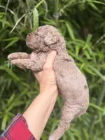 Bam Bam, a male Cockapoo for sale in Glasgow, KY – 2 of 4