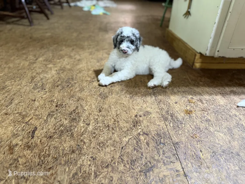 Festus  – Aussiedoodle puppy for sale in Glasgow, KY