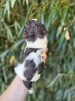 Bryan , a male Cockapoo for sale in Glasgow, KY – 2 of 2
